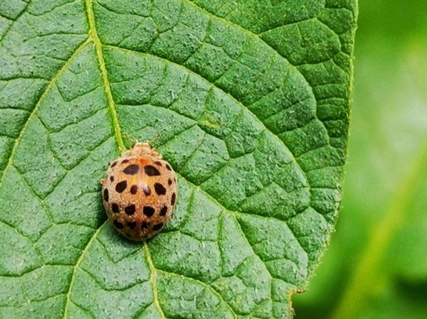 七星瓢虫是害虫吗