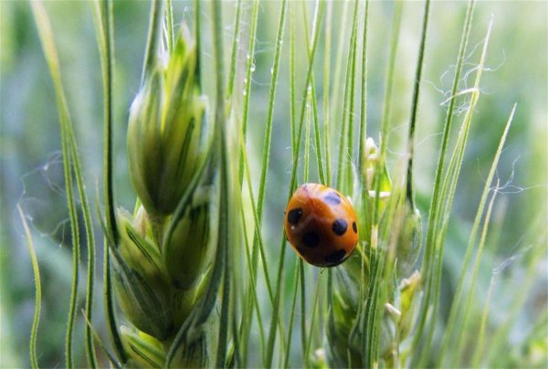 七星瓢虫是害虫吗
