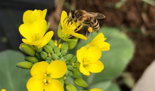 七星瓢虫是害虫吗