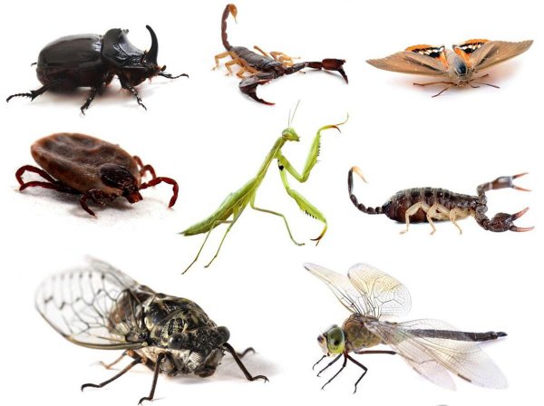 七星瓢虫是害虫吗