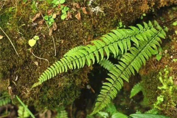 一级保护植物有哪些种类名单