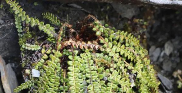 一级保护植物有哪些种类名单