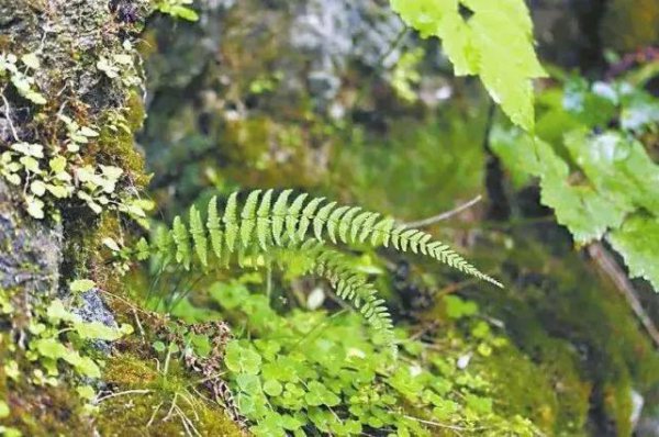 一级保护植物有哪些种类名单