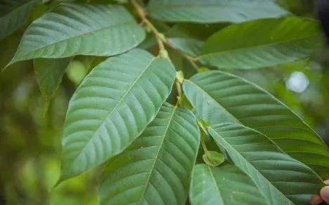 一级保护植物有哪些种类名单