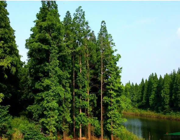 一级保护植物有哪些种类名单