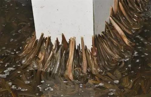 养蚂蟥一年一亩的利润