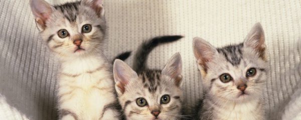 美短和狸花猫的区别