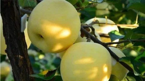 什么水果营养价值最高