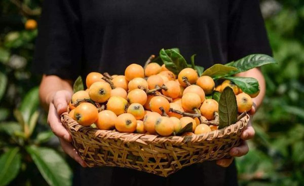 什么水果营养价值最高