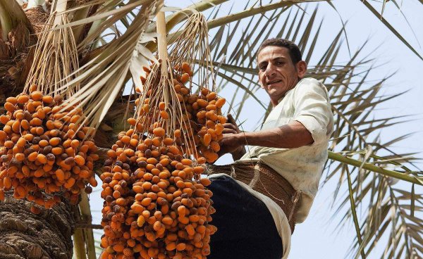 什么水果营养价值最高