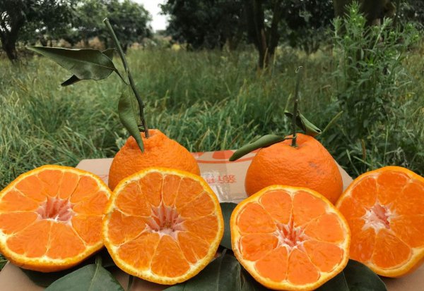 什么水果营养价值最高