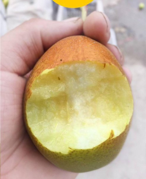 什么水果营养价值最高