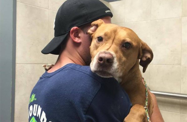 流浪狗一直跟着自己代表什么