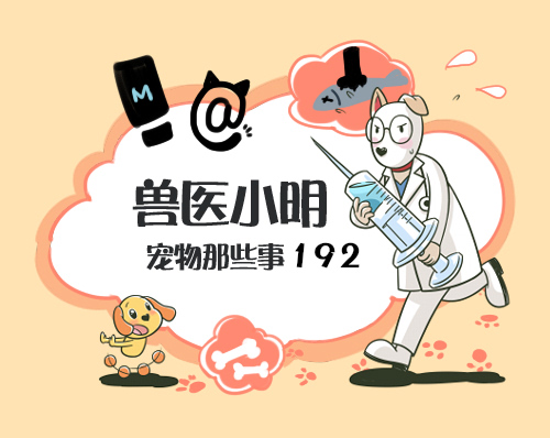 流浪狗一直跟着自己代表什么