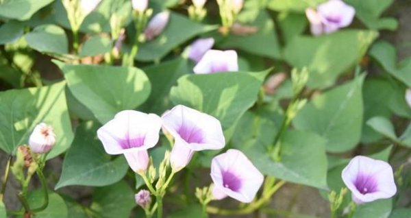 地瓜是根还是茎