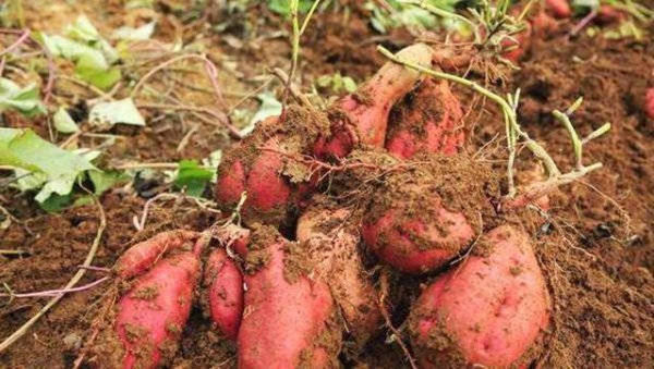 地瓜是根还是茎