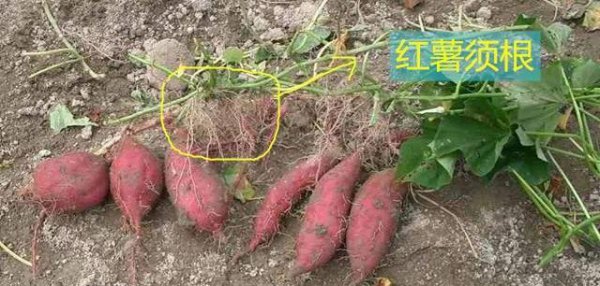地瓜是根还是茎