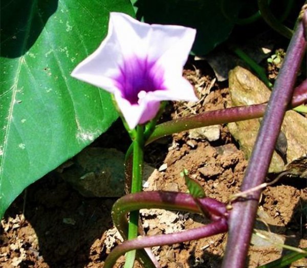 地瓜是根还是茎