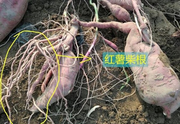 地瓜是根还是茎