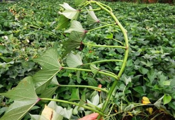 地瓜是根还是茎