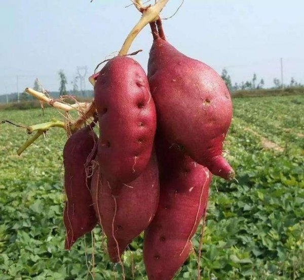 地瓜是根还是茎