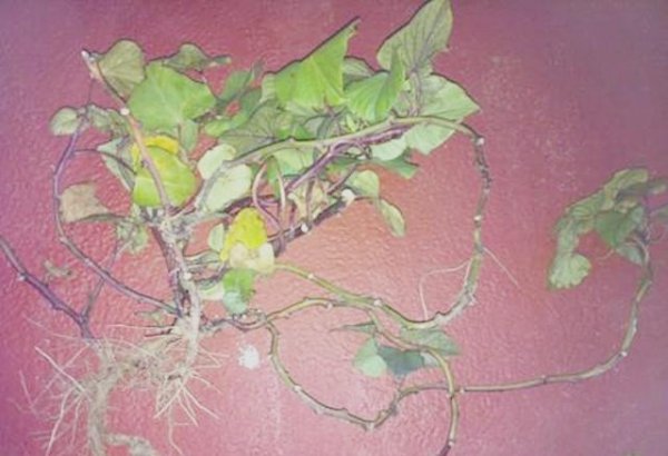 地瓜是根还是茎