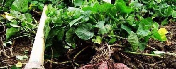 地瓜是根还是茎