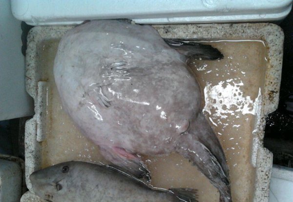 世界上最丑的鱼叫什么名字