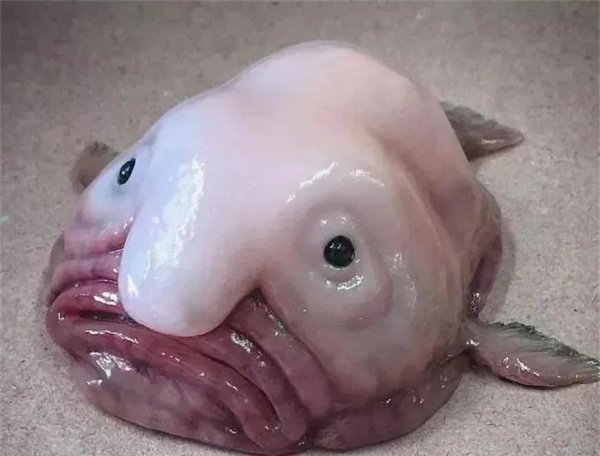 世界上最丑的鱼叫什么名字