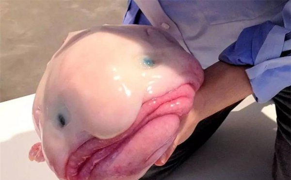 世界上最丑的鱼叫什么名字