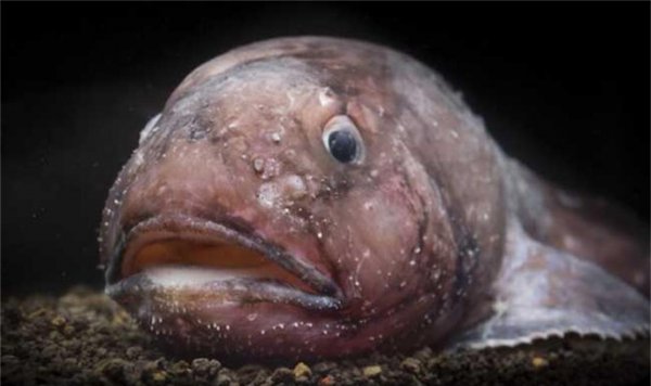 世界上最丑的鱼叫什么名字