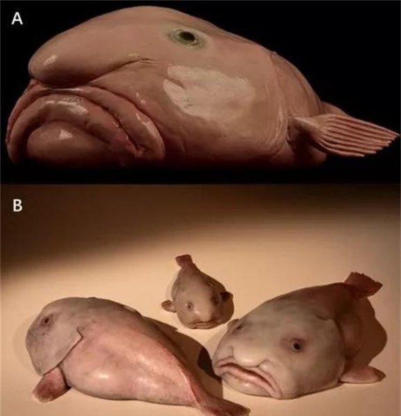 世界上最丑的鱼叫什么名字