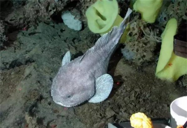 世界上最丑的鱼叫什么名字