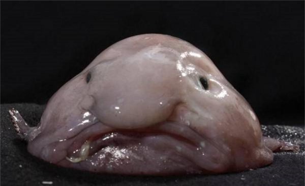 世界上最丑的鱼叫什么名字