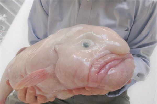 世界上最丑的鱼叫什么名字