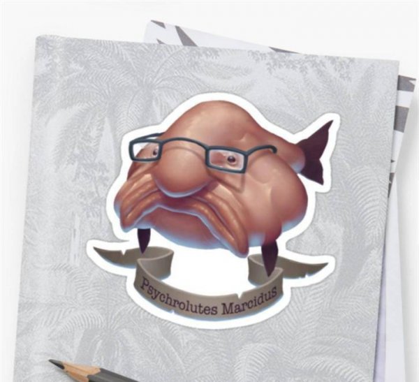 世界上最丑的鱼叫什么名字