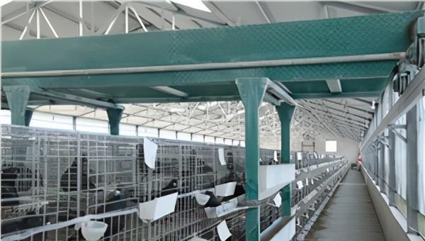 信鸽和普通鸽子的区别