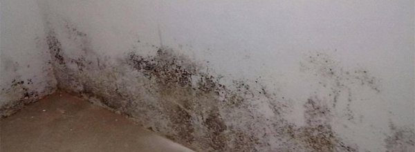 墙面发霉的原因及其处理方式