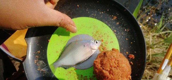 钓白条鱼如何调漂