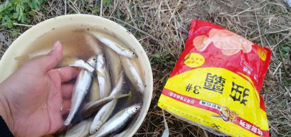 钓白条鱼如何调漂