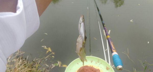 钓白条鱼如何调漂