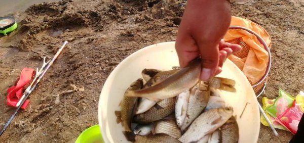 钓白条鱼如何调漂