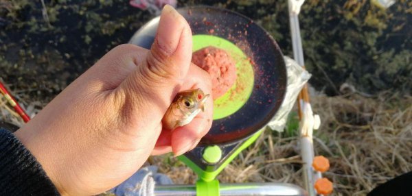 钓白条鱼如何调漂