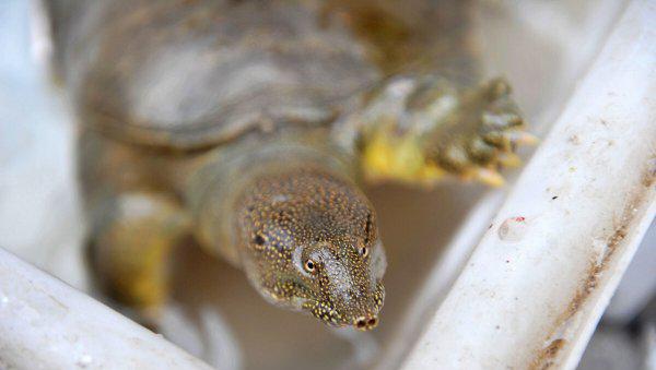 养甲鱼一亩需要投资多少钱