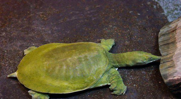 养甲鱼一亩需要投资多少钱