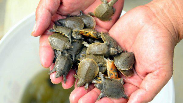 养甲鱼一亩需要投资多少钱