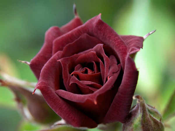 黑玫瑰代表什么意思