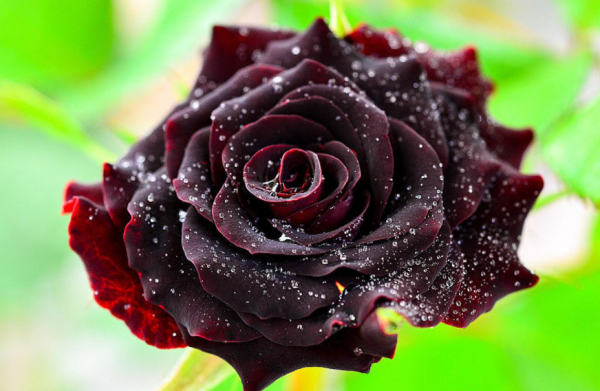 黑玫瑰代表什么意思