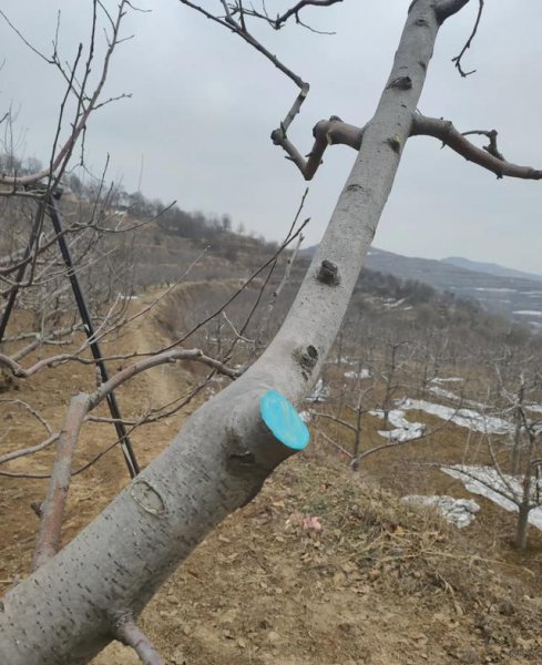 苹果树新梢的管理方法