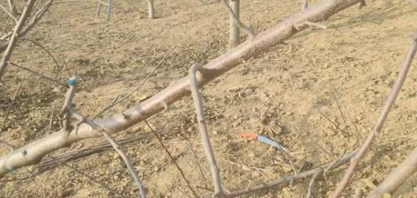 苹果树新梢的管理方法